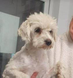 Marsh a white rescue dog | 1 dog at a time rescue UK