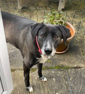 Nisha a black and white rescue dog | 1 dog at a time rescue UK