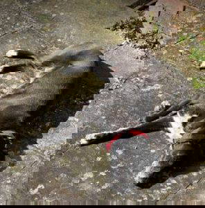 Nisha a black and white rescue dog | 1 dog at a time rescue UK