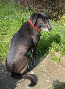 Nisha a black and white rescue dog | 1 dog at a time rescue UK