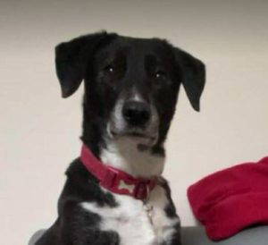 Nisha a black and white rescue dog | 1 dog at a time rescue UK