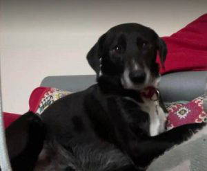 Nisha a black and white rescue dog | 1 dog at a time rescue UK