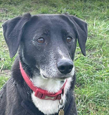 Nisha a black and white rescue dog | 1 dog at a time rescue UK