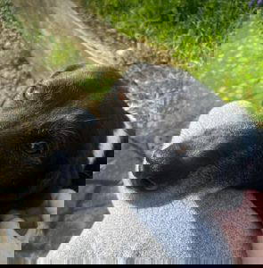 Nisha a black and white rescue dog | 1 dog at a time rescue UK