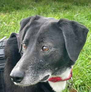 Nisha a black and white rescue dog | 1 dog at a time rescue UK
