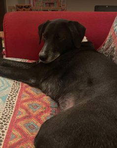 Nisha a black and white rescue dog | 1 dog at a time rescue UK