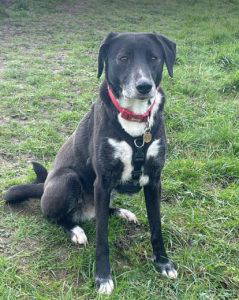 Nisha a black and white rescue dog | 1 dog at a time rescue UK