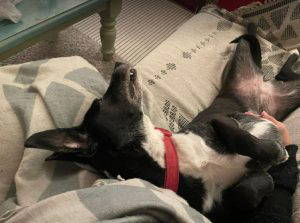 Nisha a black and white rescue dog | 1 dog at a time rescue UK