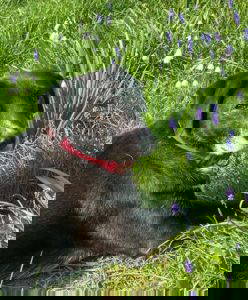 Nisha a black and white rescue dog | 1 dog at a time rescue UK