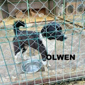 Olwen a white and black rescue dog | 1 dog at a time rescue UK
