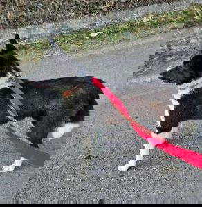 Olwen a white and black rescue dog | 1 dog at a time rescue UK