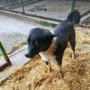 Olwen a white and black rescue dog | 1 dog at a time rescue UK