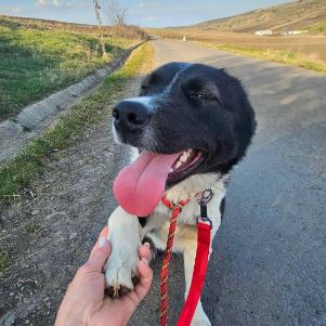 Olwen a white and black rescue dog | 1 dog at a time rescue UK