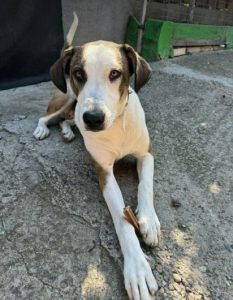 Parker a white and brown rescue dog | 1 dog at a time rescue UK