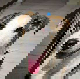 Parker a white and brown rescue dog | 1 dog at a time rescue UK