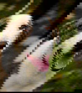 Parker a white and brown rescue dog | 1 dog at a time rescue UK