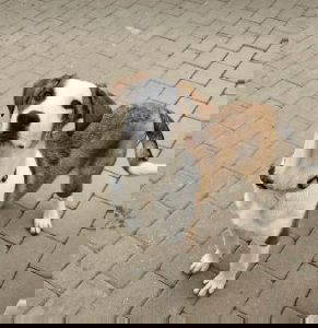 Parker a white and brown rescue dog | 1 dog at a time rescue UK