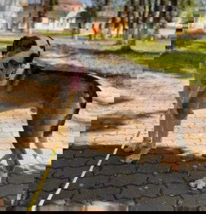 Parker a white and brown rescue dog | 1 dog at a time rescue UK