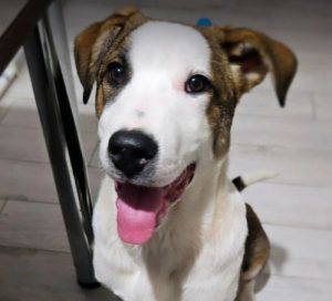 Parker a white and brown rescue dog | 1 dog at a time rescue UK