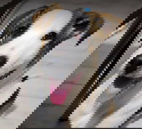 Parker a white and brown rescue dog | 1 dog at a time rescue UK