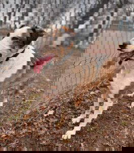 Parker a white and brown rescue dog | 1 dog at a time rescue UK