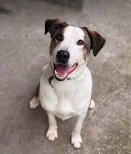 Parker a white and brown rescue dog | 1 dog at a time rescue UK