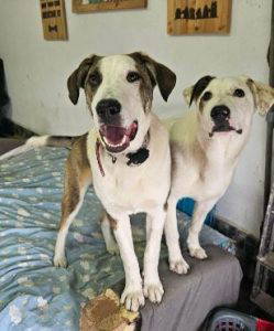 Parker a white and brown rescue dog | 1 dog at a time rescue UK