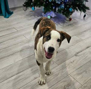 Parker a white and brown rescue dog | 1 dog at a time rescue UK