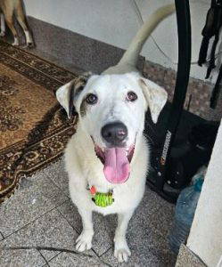 Pippin a white and brown rescue dog | 1 dog at a time rescue UK