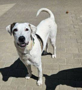 Pippin a white and brown rescue dog | 1 dog at a time rescue UK