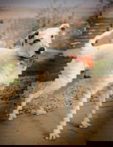 Pippin a white and brown rescue dog | 1 dog at a time rescue UK