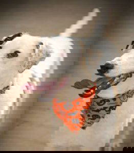 Pippin a white and brown rescue dog | 1 dog at a time rescue UK