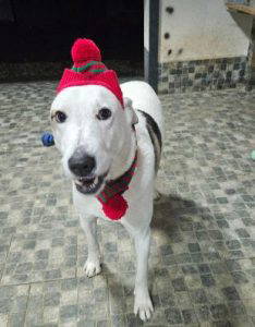 Pippin a white and brown rescue dog | 1 dog at a time rescue UK