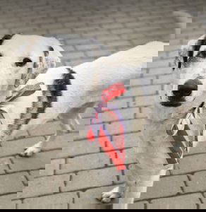 Pippin a white and brown rescue dog | 1 dog at a time rescue UK