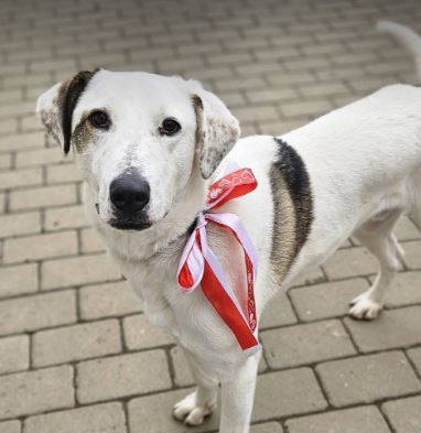 Pippin a white and brown rescue dog | 1 dog at a time rescue UK