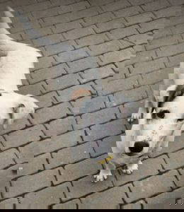 Pippin a white and brown rescue dog | 1 dog at a time rescue UK