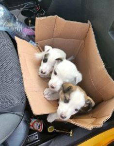 Pippin a white and brown rescue dog | 1 dog at a time rescue UK