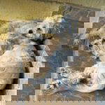 Theo a white rescue dog | 1 dog at a time rescue UK