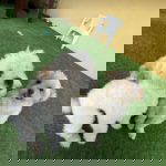 Theo a white rescue dog | 1 dog at a time rescue UK