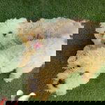 Theo a white rescue dog | 1 dog at a time rescue UK