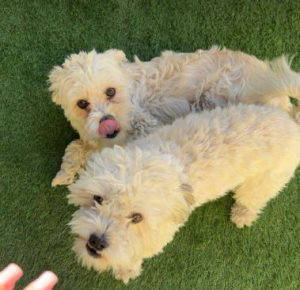 Theo a white rescue dog | 1 dog at a time rescue UK