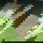 Theo a white rescue dog | 1 dog at a time rescue UK