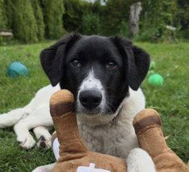 Angel – In UK Foster