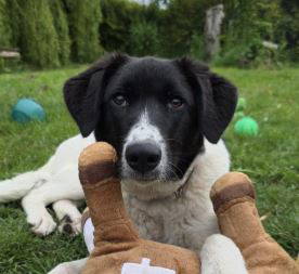 Angel a black and white rescue dog | 1 dog at a time rescue UK