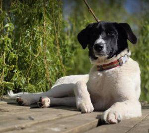 Angel a black and white rescue dog | 1 dog at a time rescue UK