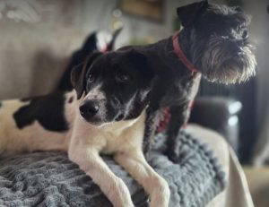 Angel a black and white rescue dog | 1 dog at a time rescue UK