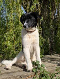 Angel a black and white rescue dog | 1 dog at a time rescue UK