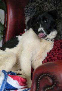 Angel a black and white rescue dog | 1 dog at a time rescue UK