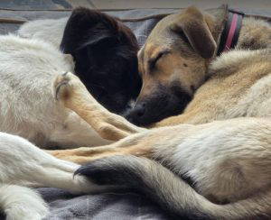 Angel a black and white rescue dog | 1 dog at a time rescue UK