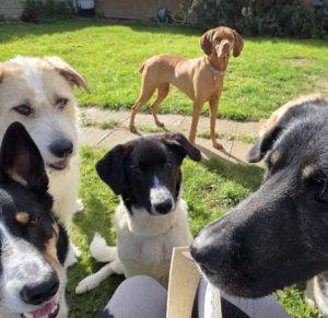 Angel a black and white rescue dog | 1 dog at a time rescue UK